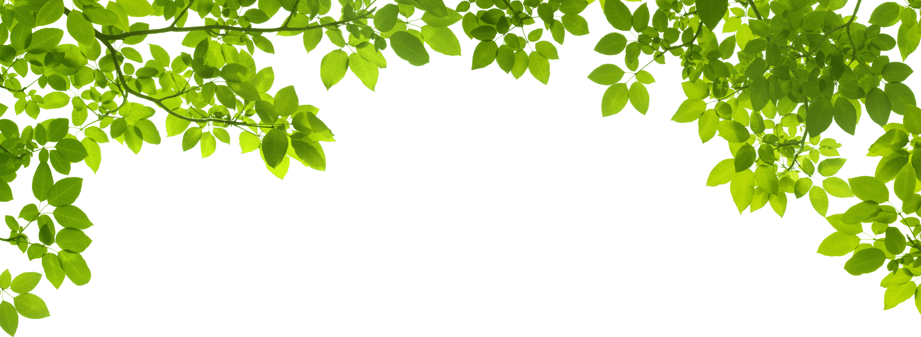 Green Leaves Border Design