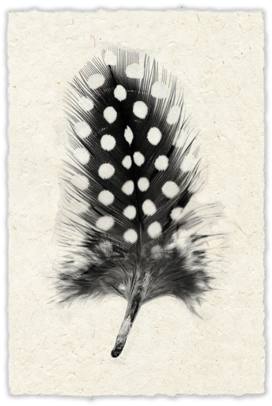 Black Feathers White Spots (600x600), Png Download