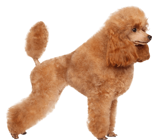 Poodle Png (567x489), Png Download