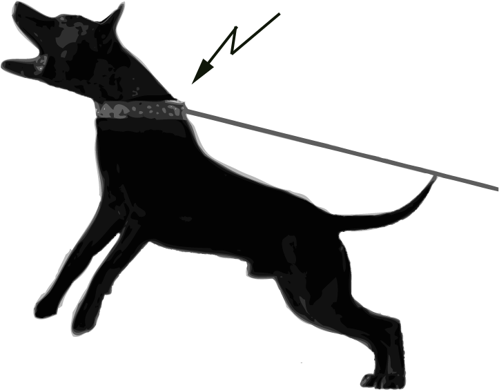 Research From Sweden Shows That 75 % Of Active Dogs - Dog Collar (765x605), Png Download