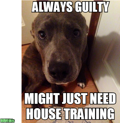 How To House Train A Dog That Is Stubborn,training - New Dog Meme House Training (600x480), Png Download