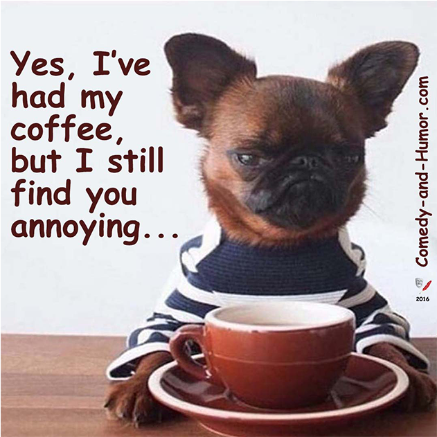 He coffee doesn t like. Собака и кофе мем. собаки в шапках за любовь и кофе мем. grumpy dog. dog is drinking coffee.