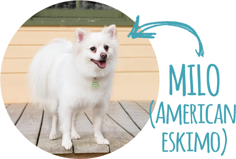 Hello World My Name Is Milo And I'm An American Eskimo, - 3drose African Grey Parrot Mom - Bird Lover Exotic (917x669), Png Download