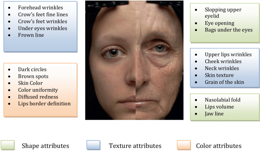Difference Between A Young And An Old Woman Face - Difference Between Young And Old (850x508), Png Download