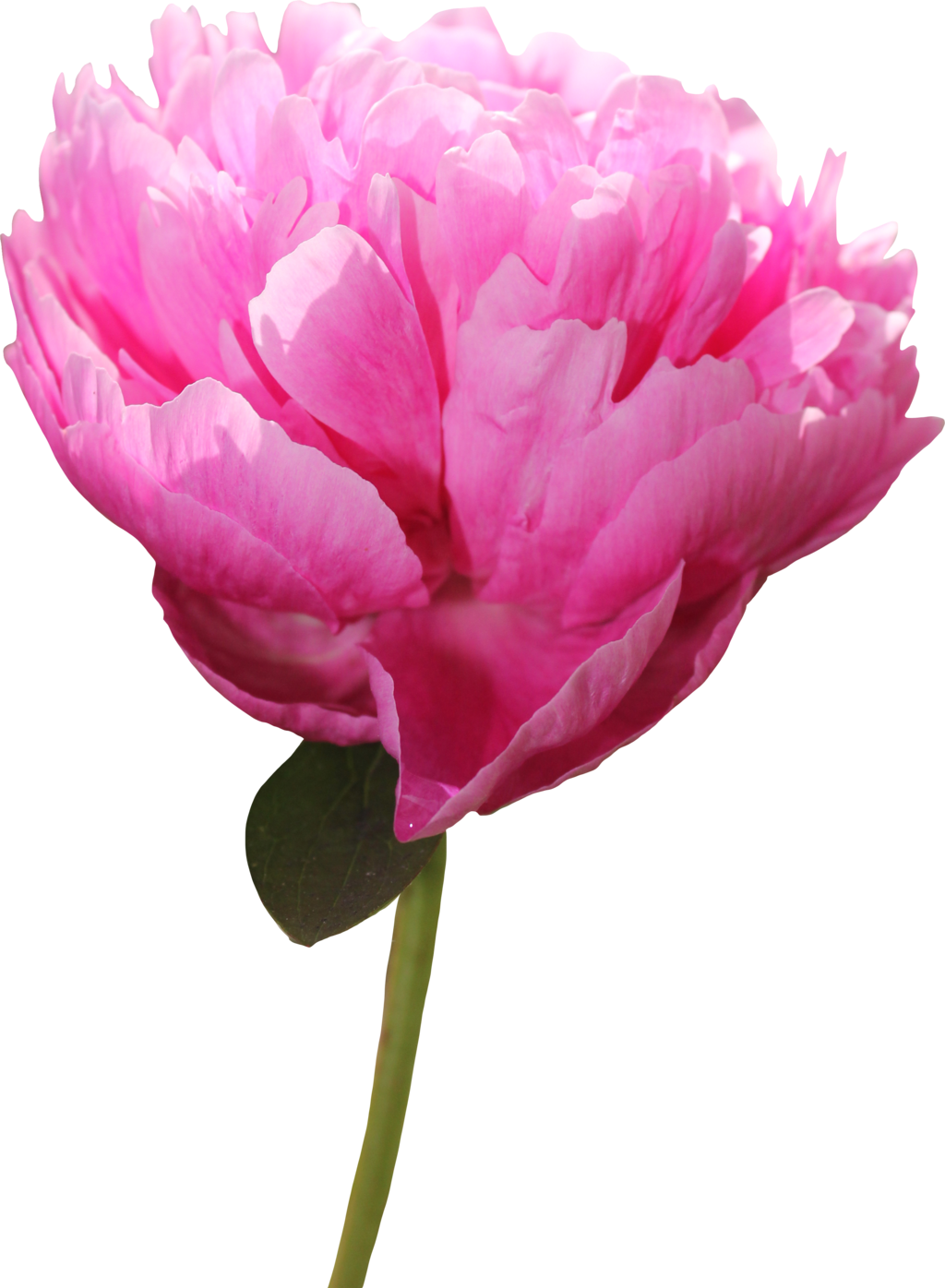 Peony Png Picture - Peony (1024x1396), Png Download
