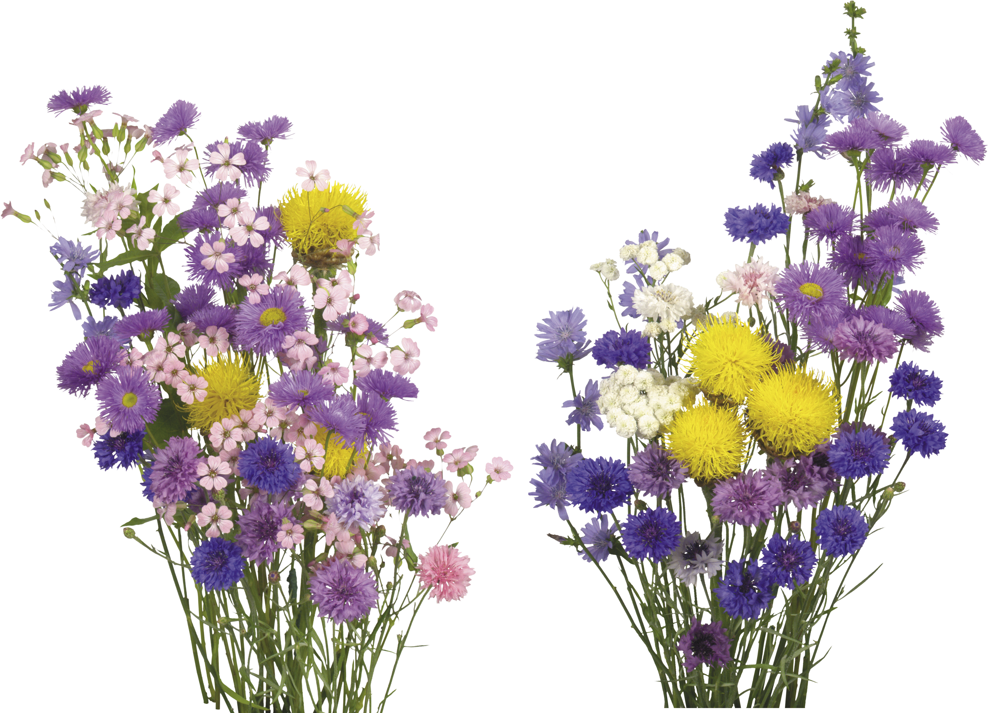 English Lavender Cut Flowers - Free Flower Overlay Png (3508x2480), Png Download