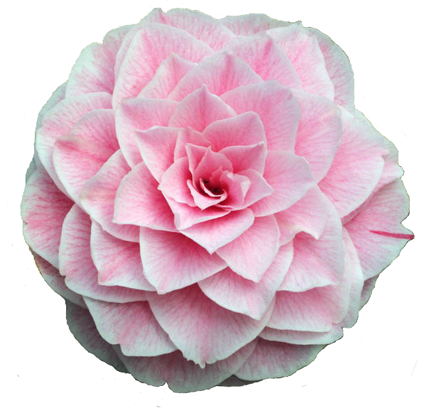 Tumblr O6cjfmmg6j1rm6jd7o1 1280 - Camellia Flower (652x622), Png Download