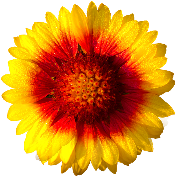Sun Flower,isolated - Daisy Flower White Background (500x517), Png Download