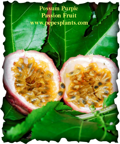 Edible Passion Fruit Vine (417x500), Png Download