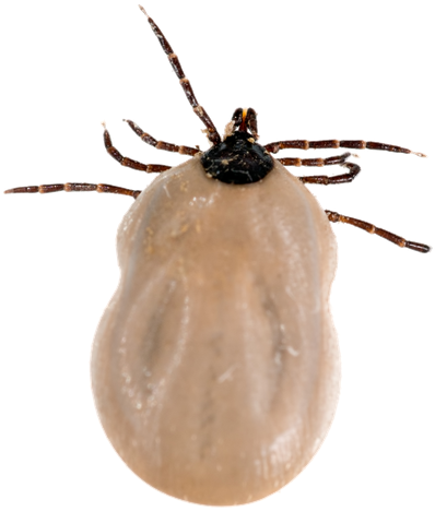 Tick Png Transparent - Fed Black Legged Deer Tick (465x550), Png Download