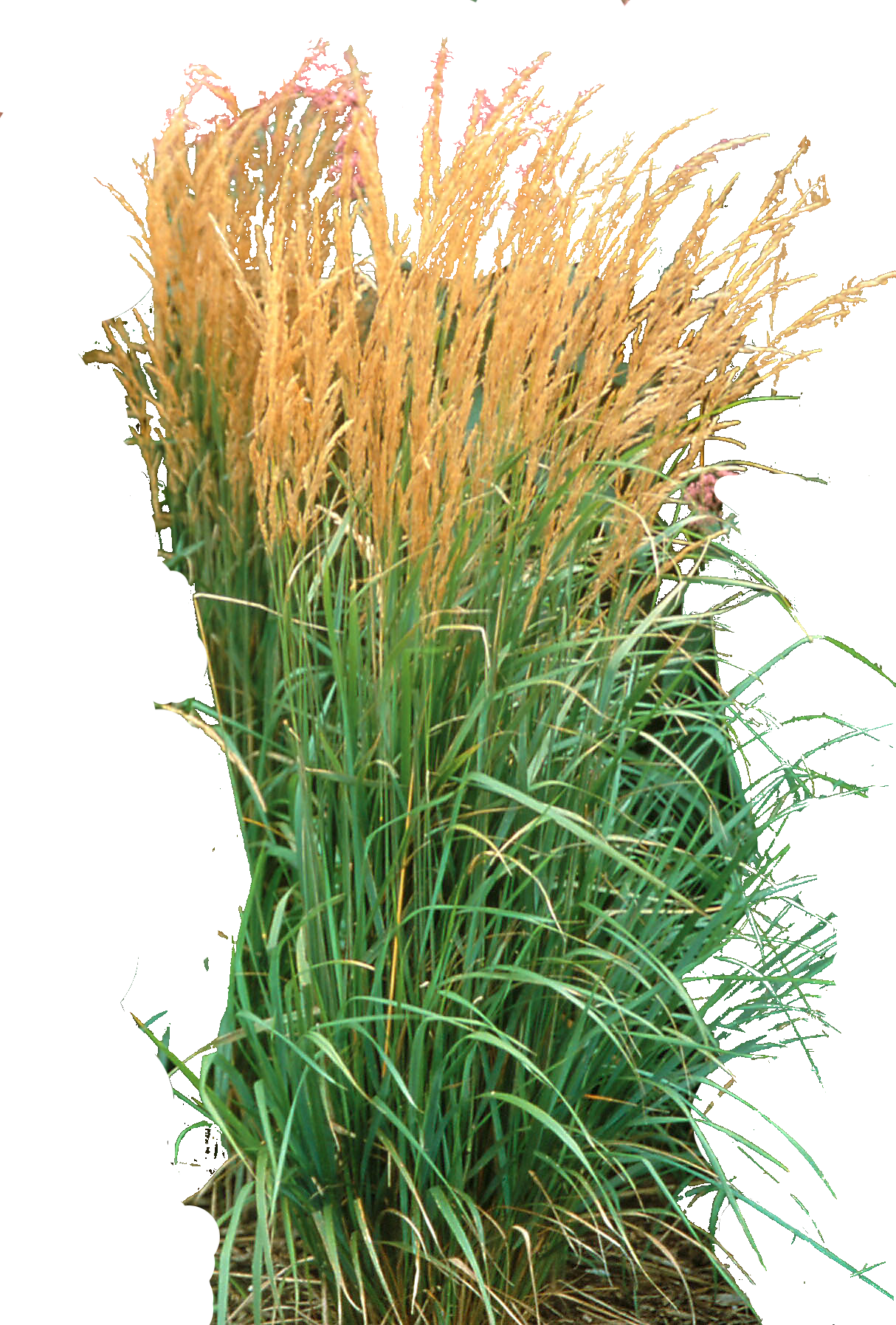 Ornamental Grass Png - Karl Foerster Grass Png (1214x1795), Png Download