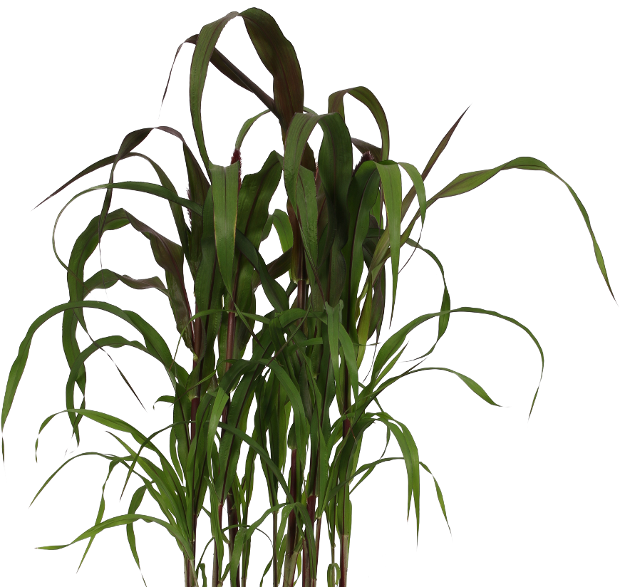 Pennisetum - Grass (1000x1000), Png Download