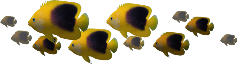 An Underwater Dining Adventure - Aquarium Png (950x375), Png Download