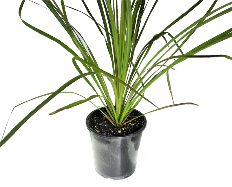 Cordyline Banksii (800x800), Png Download