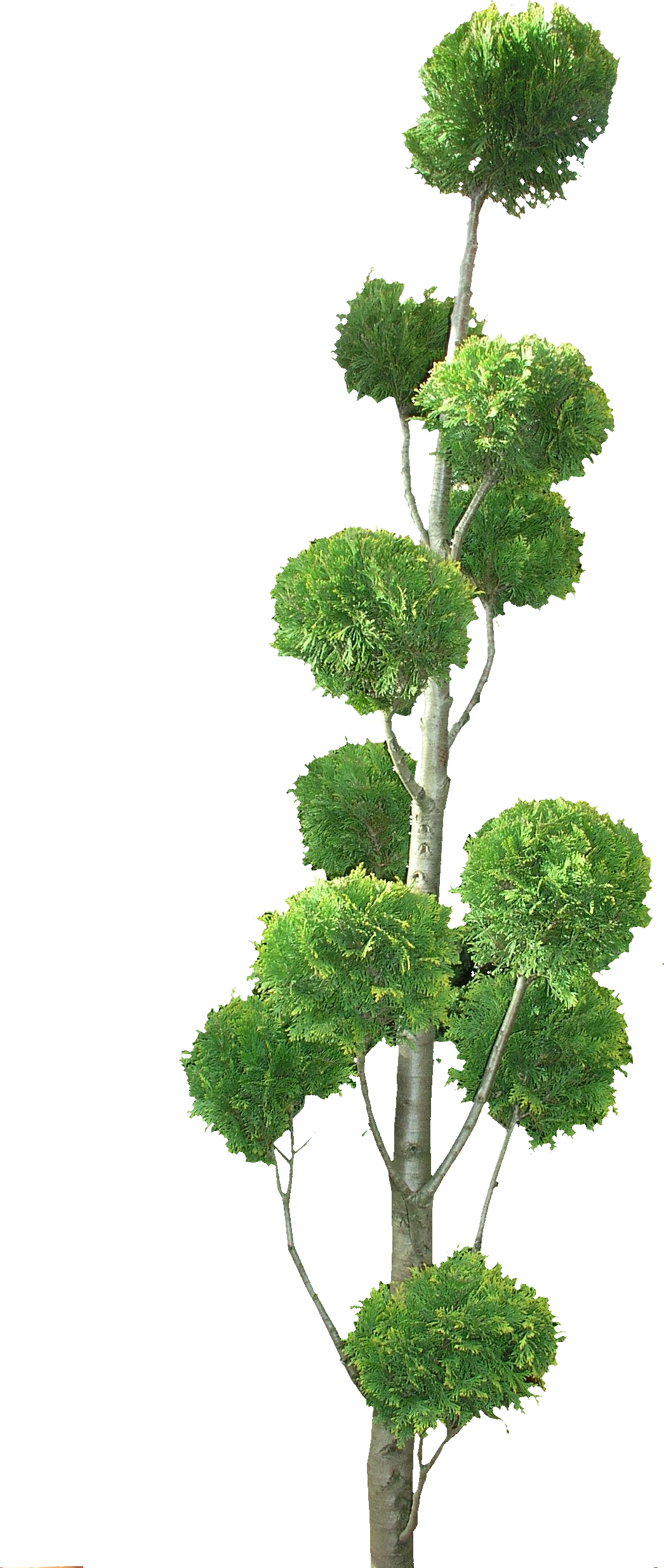Topiary Tree Png - Ilex Crenata Kinme Bonsai Tree Png (1046x2468), Png Download