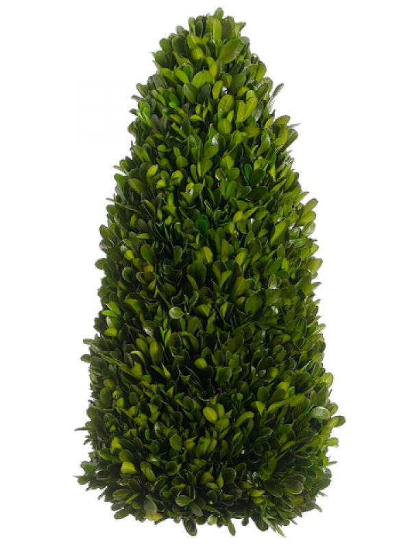 7" Preserved Boxwood Cone Topiary Green - Fraser Fir Christmas Tree (800x800), Png Download