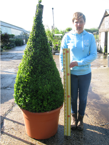 Buxus Sempervirens Pyramid/cone 190cm Set Of - Buxus Pyramid (500x500), Png Download