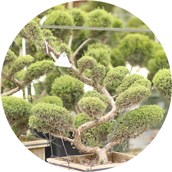 Southwest Nursery - Topiary (800x748), Png Download