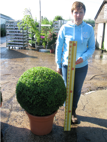 Buxus Sempervirens Ball 65cm Set Of - Buxus Sempervirens Ball 60cm (500x500), Png Download