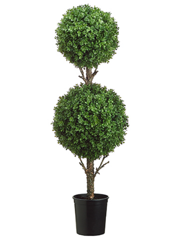 4' Double Ball Boxwood Topiary In Black Plastic Pot - Darby Home Co Dbl Ball Boxwood Topiary (800x800), Png Download