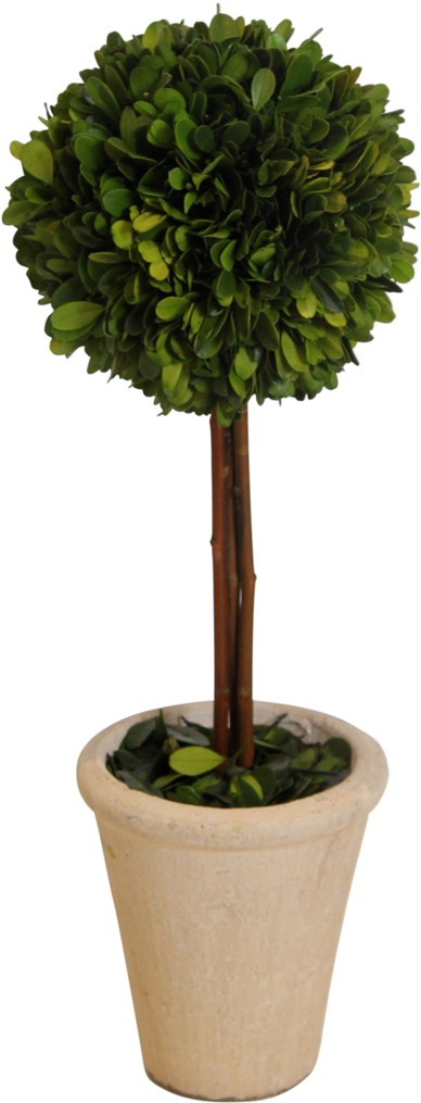 Topiary- Boxwood 16 In - Heart Topiary (1024x1536), Png Download