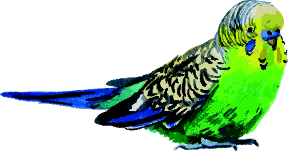 Budgerigar Bird Parrot Watercolor Painting - Watercolor Painting (1000x525), Png Download