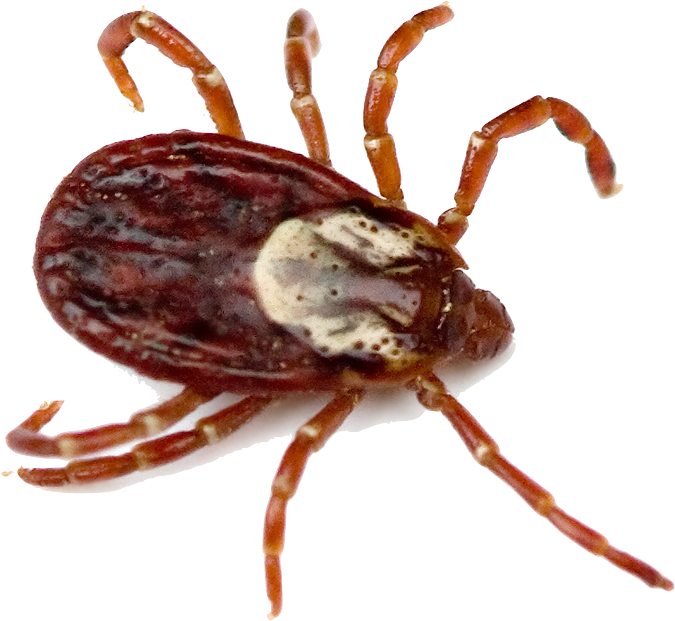 Tick Insect Png - Difference Between Wood Ticks And Deer Ticks (744x709), Png Download