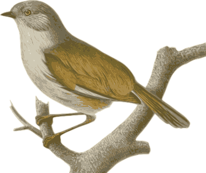 Sparrow Bird Feathers Animal Brown Sitting - Vector Con Chim Se (405x340), Png Download