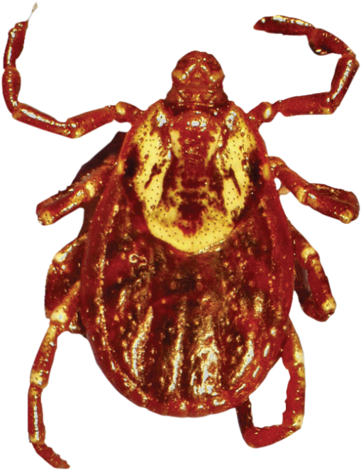 Download Amazing High-quality Latest Png Images Transparent - Tick (1024x765), Png Download