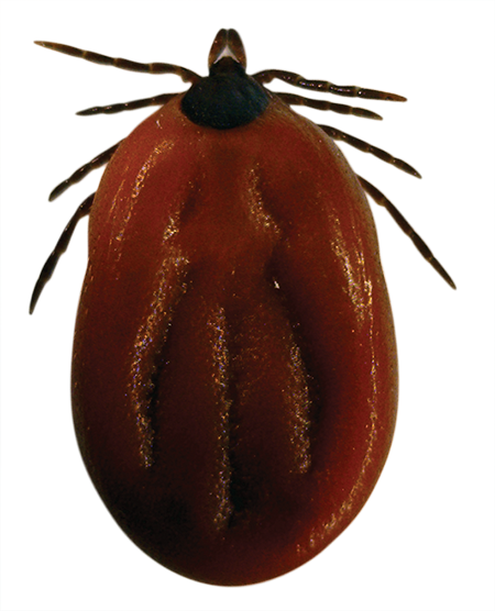 Blacklegged / Deer Tick - Lyme Disease Ticks Png (450x556), Png Download