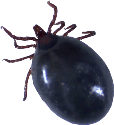 Tick Insect Png Image - Tick Bug No Background (400x400), Png Download