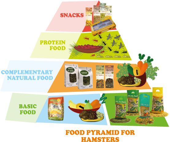 Food Pyramid For Hamsters1 - Food Pyramid For Hamsters (567x510), Png Download