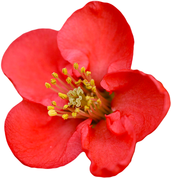 Chaenomeles Speciosa - Chaenomeles Red Kimono (599x590), Png Download