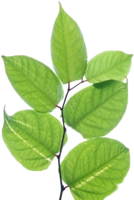 Japanese Knotweed Pictures - Japanese Knotweed Png (395x395), Png Download