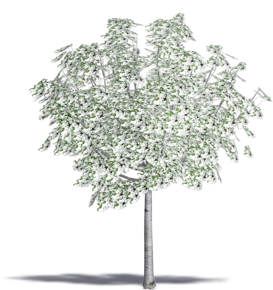 Malus Floribunda (1000x1000), Png Download