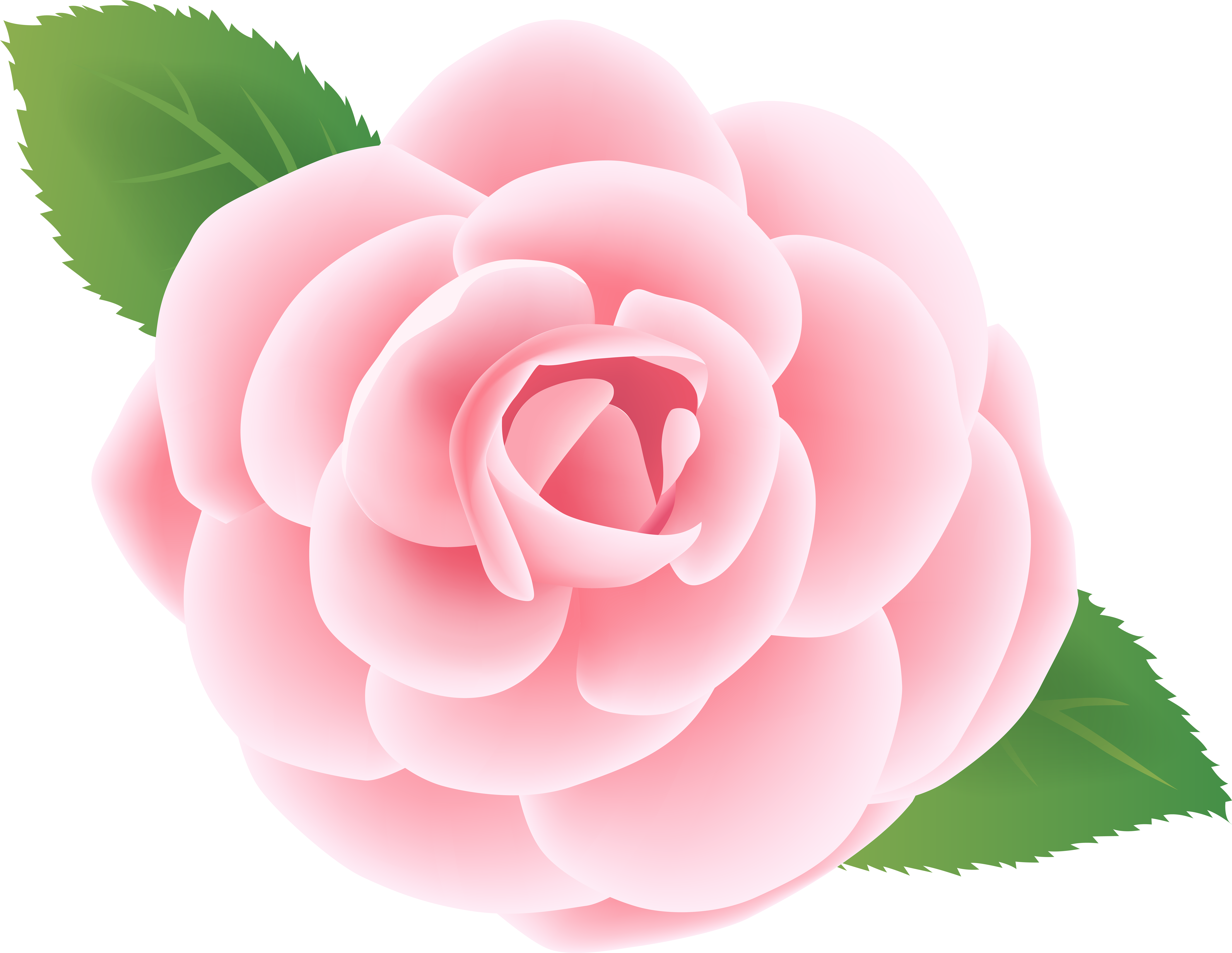 Pink Flower Deco Png Clip Art Image - Japanese Camellia (600x468), Png Download