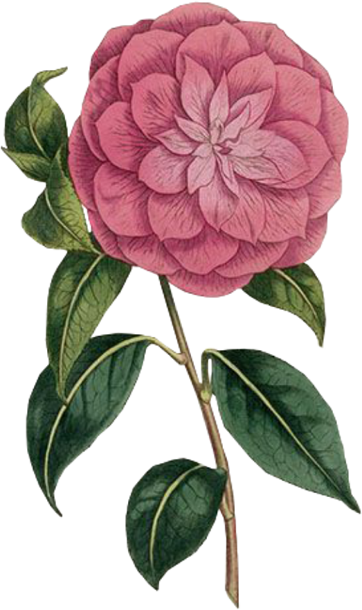 Flower Spring Pink Png Free Overlays Overlay Kpopedit - Botanica Art 2018 Easel Calendar (1024x1024), Png Download