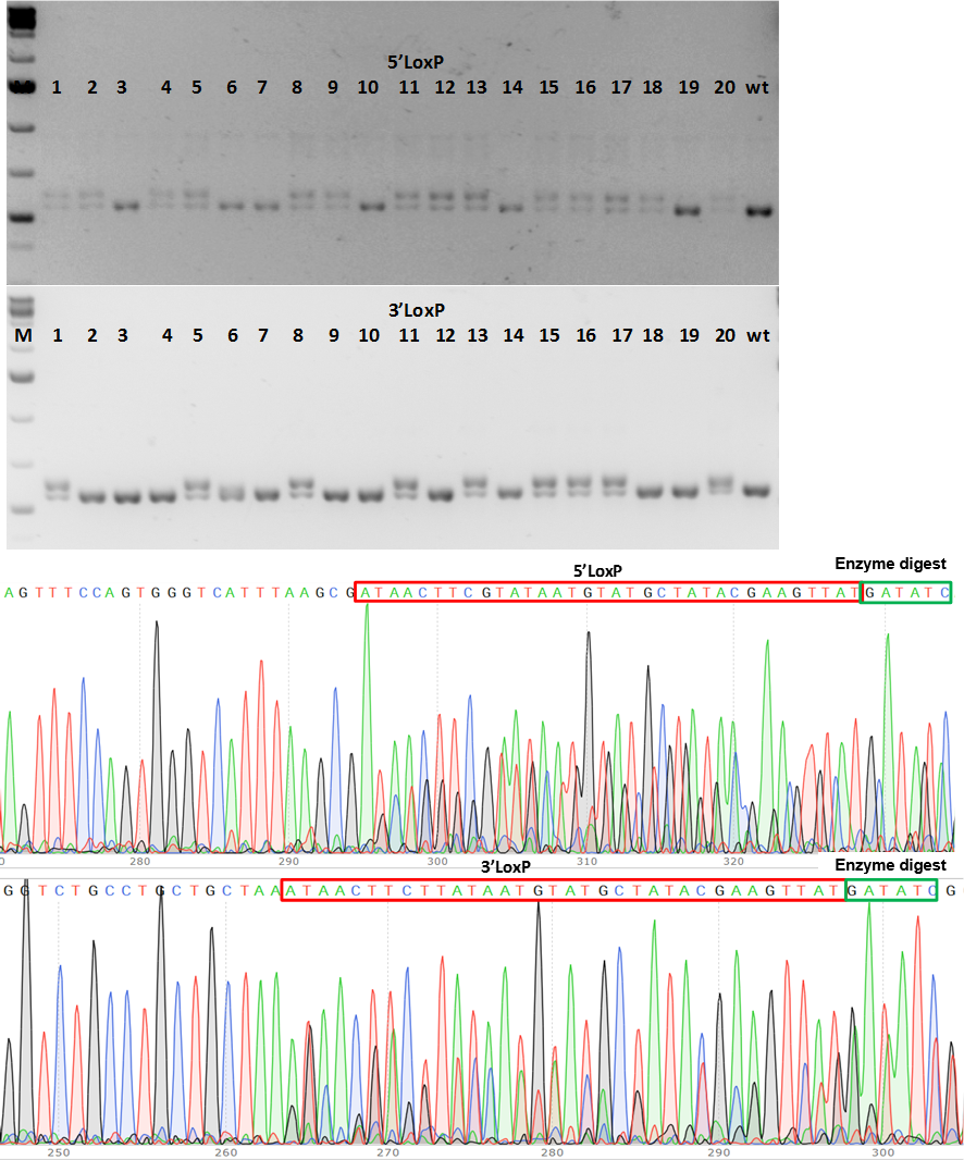Crispr Cko Case Study 2b - Crispr Cas9 Knock Out Geneotyping (886x1066), Png Download