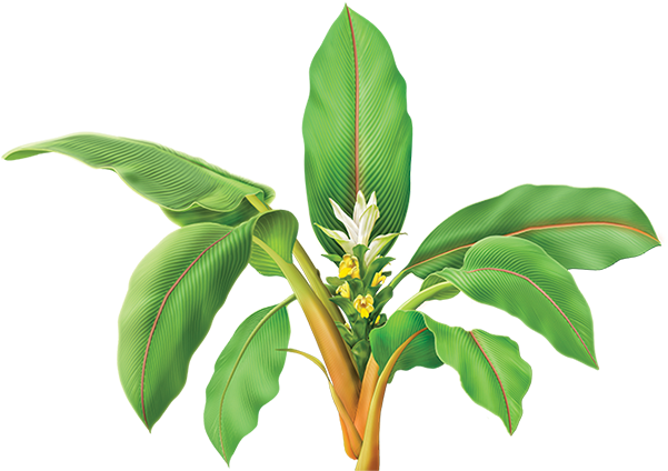 Turmeric Root Herbal Supplement - Alvita Turmeric Root Herbal Supplement And Alvita Rose (600x560), Png Download