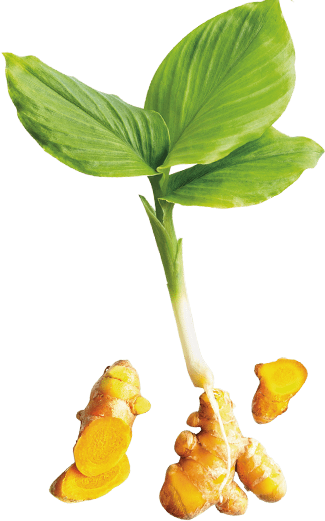 Turmeric Plant Png (325x521), Png Download
