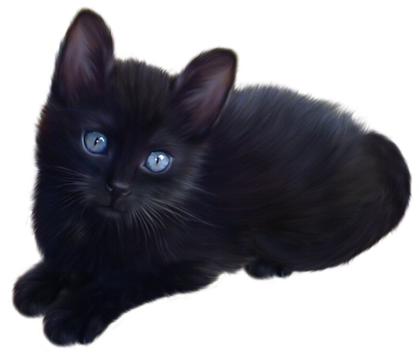 Tube Chat - Black Kitten Transparent Background (600x502), Png Download