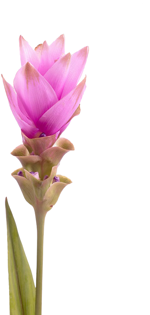 Drawing Tulips Tulip Petal - Turmeric Flower Png (757x1024), Png Download