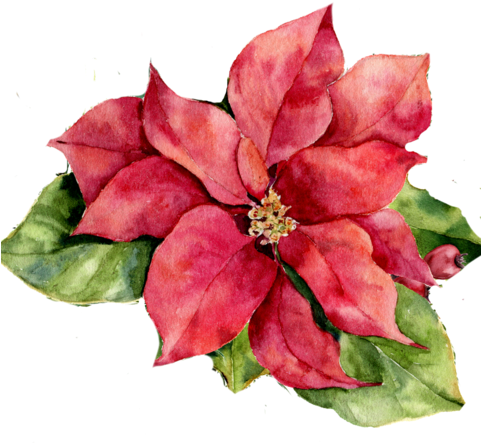 Poinsettia - Watercolour Poinsettia Flower (480x480), Png Download
