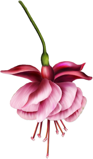 Image Du Blog Virtuellife - Botanical Illustration (321x546), Png Download