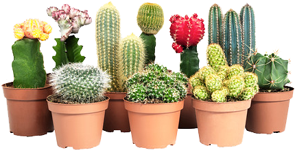 Yebbi Gongju Images Png Pinterest Cacti Yebbigongju - Cactus Con Flores Ikea (500x292), Png Download
