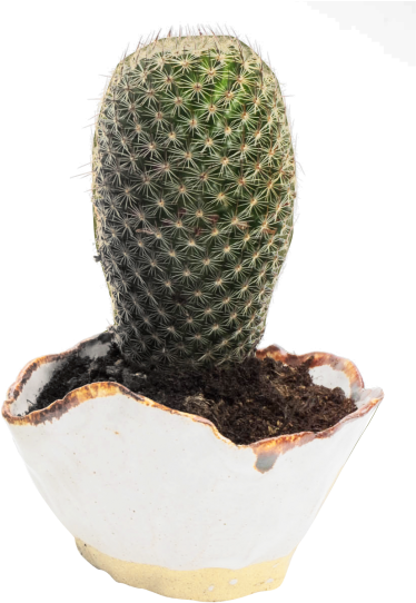 Cactus Transparent (500x566), Png Download