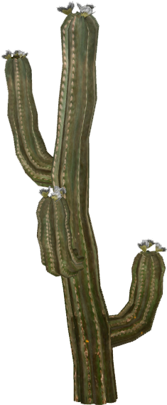Cactus - Selenicereus Hamatus (568x568), Png Download