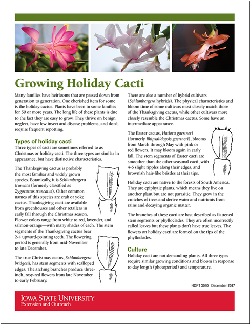 1 Alt - Lily (1200x630), Png Download