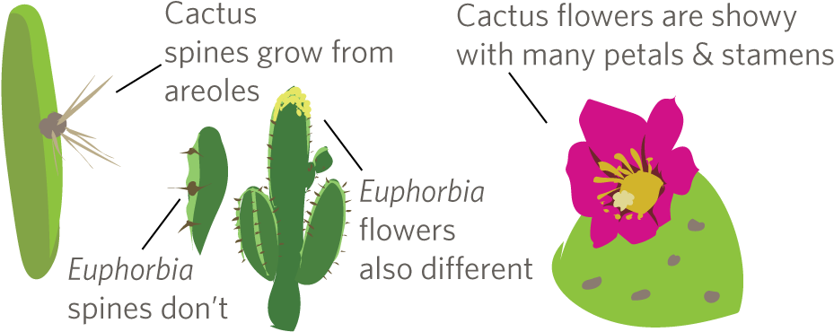 They Are Radial In Shape And Have Many Petals And Stamens - Cactus (1000x400), Png Download