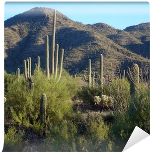 Hedgehog Cactus (400x400), Png Download